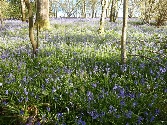 Bluebells